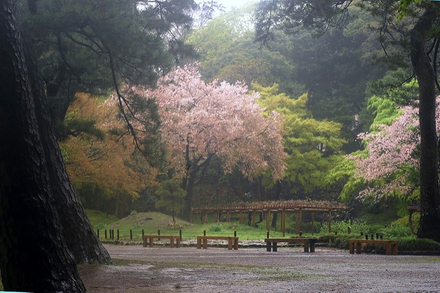 Prunus jamasakura