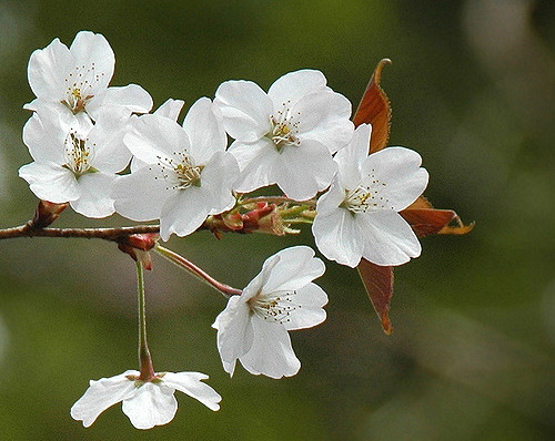 Prunus jamasakura