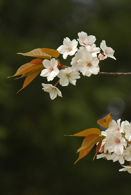 Prunus jamasakura