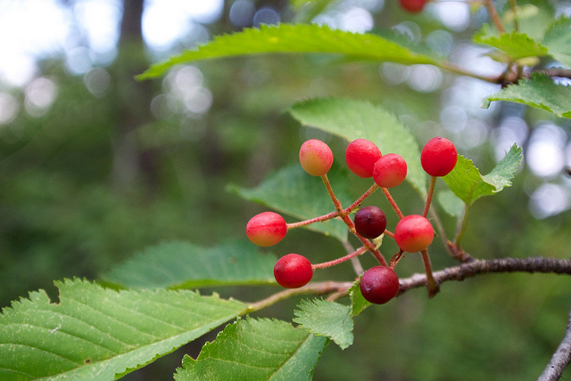 Prunus jamasakura (Prunus jamasakura)