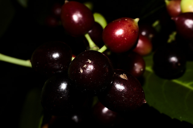 Laurier-cerise (Prunus laurocerasus)