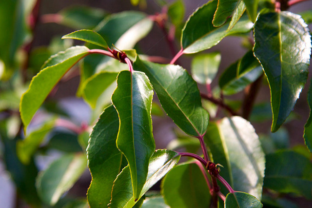 Laurier du portugal (Prunus lusitanica)