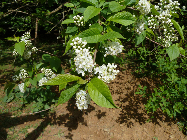 Cerisier de mandchourie