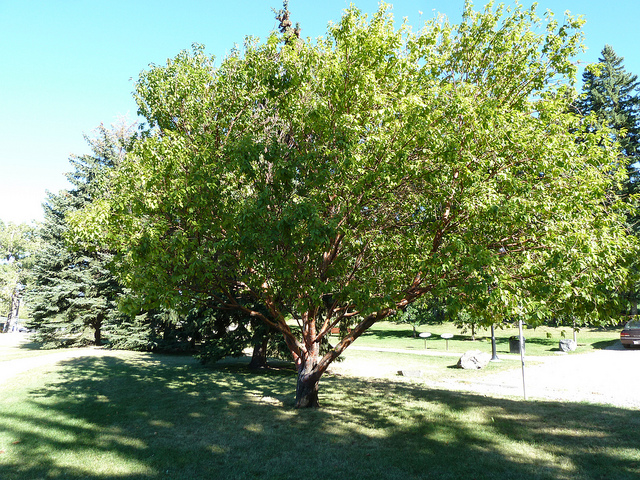 Cerisier de mandchourie (Prunus maackii)