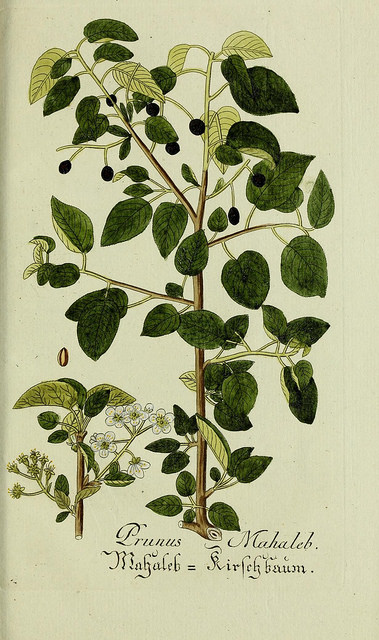 Bois de sainte-lucie