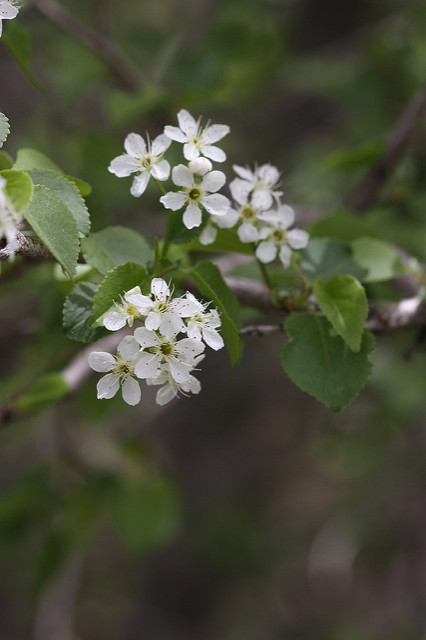Bois de sainte-lucie