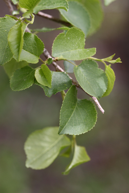 Bois de sainte-lucie