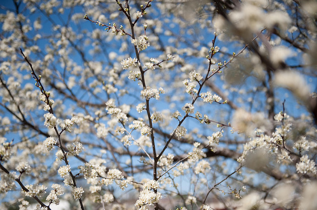 Prunus mexicana