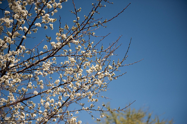 Prunus mexicana