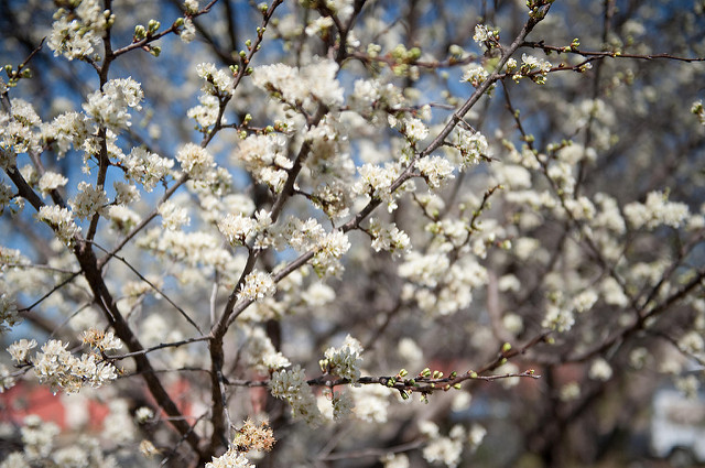 Prunus mexicana