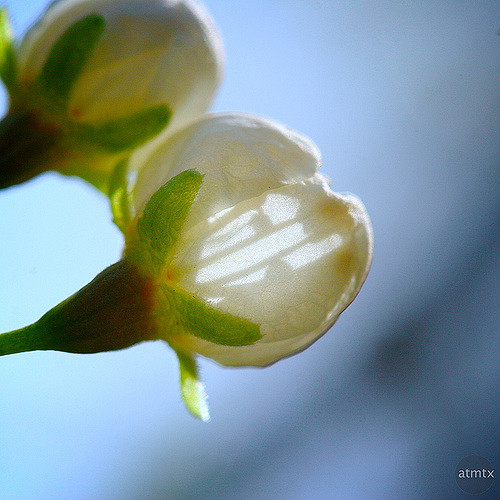Prunus mexicana