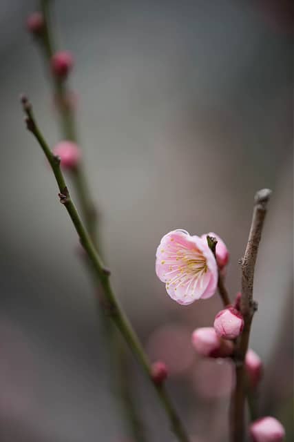 Abricotier du japon