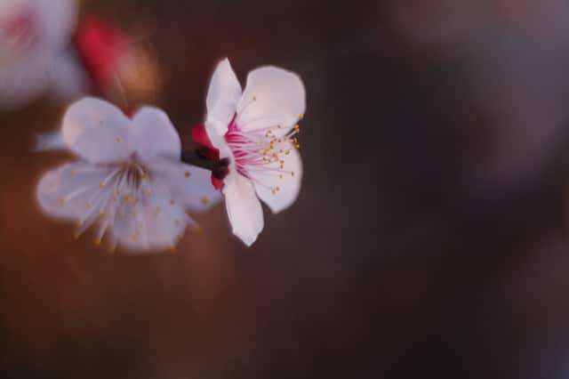 Abricotier du japon