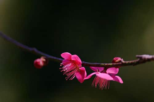 Abricotier du japon