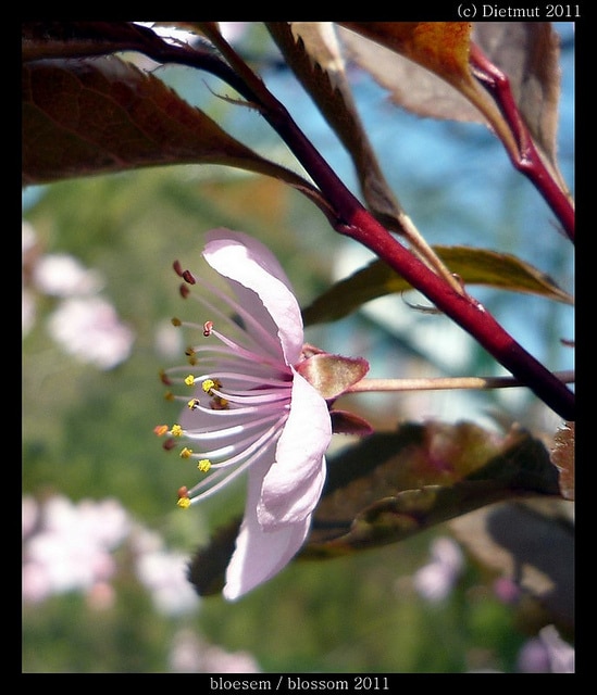 Prunus nigra