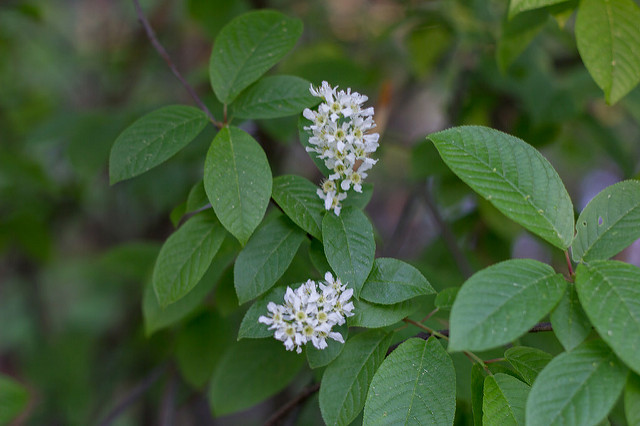 Cerisier à grappes (Prunus padus)