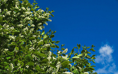 Cerisier à grappes