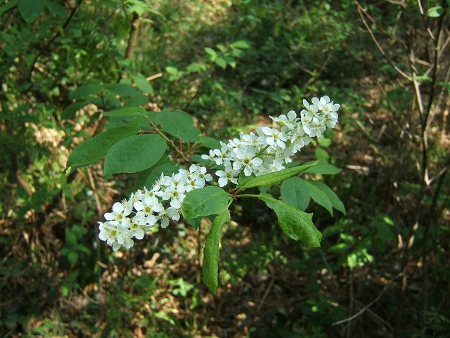 Cerisier à grappes