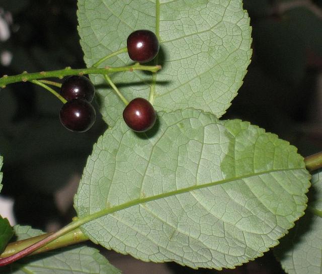 Cerisier à grappes
