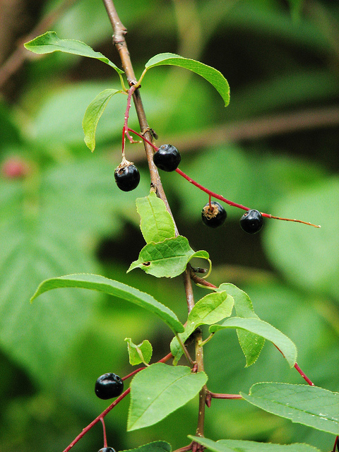 Cerisier à grappes