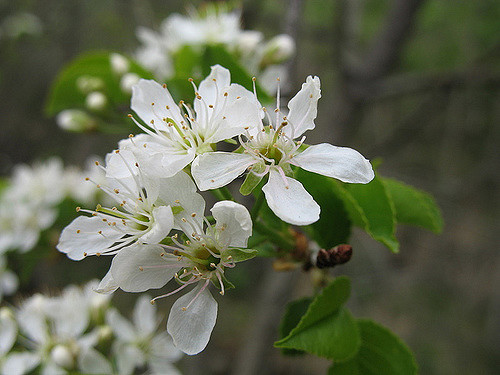 Prunus pensylvanica