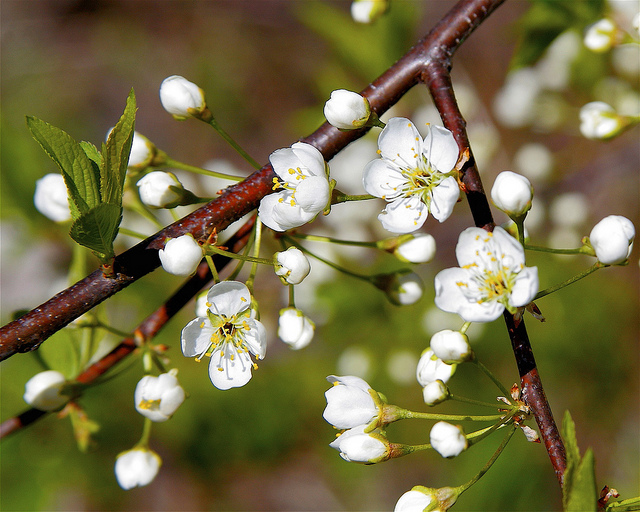 Prunus pensylvanica