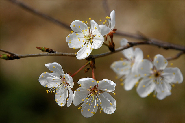 Prunus pensylvanica