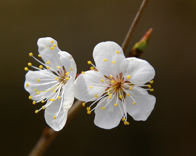 Prunus pensylvanica