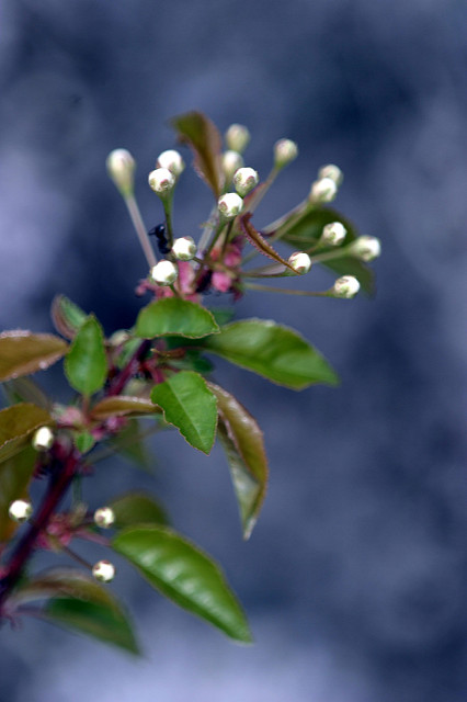 Prunus pensylvanica