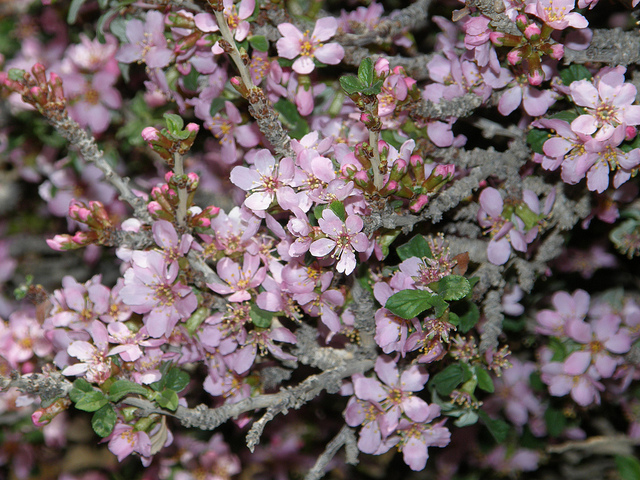 Cerisier prostré (Prunus prostrata)