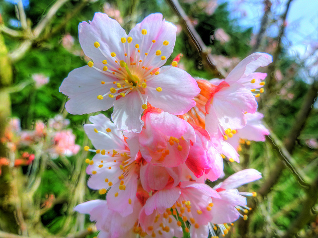 Prunus pseudocerasus (Prunus pseudocerasus)