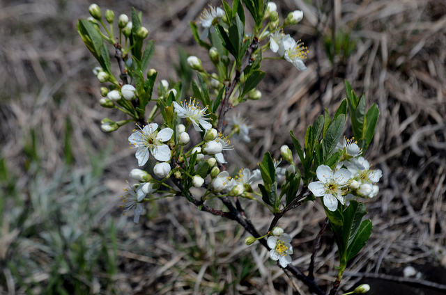 Cerisier des sables