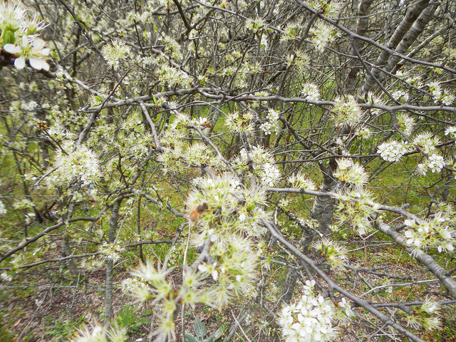 Prunus rivularis