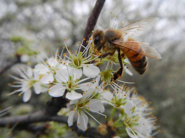Prunus rivularis