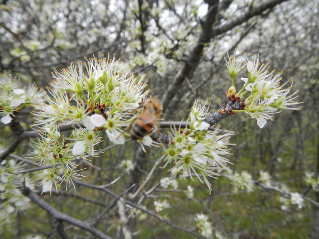 Prunus rivularis
