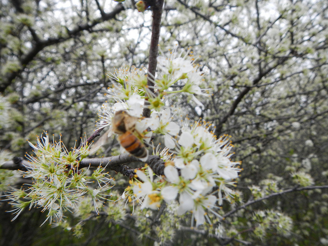 Prunus rivularis