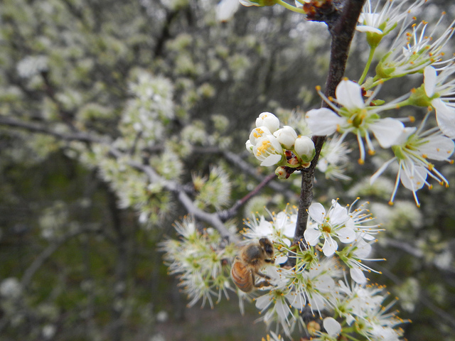 Prunus rivularis