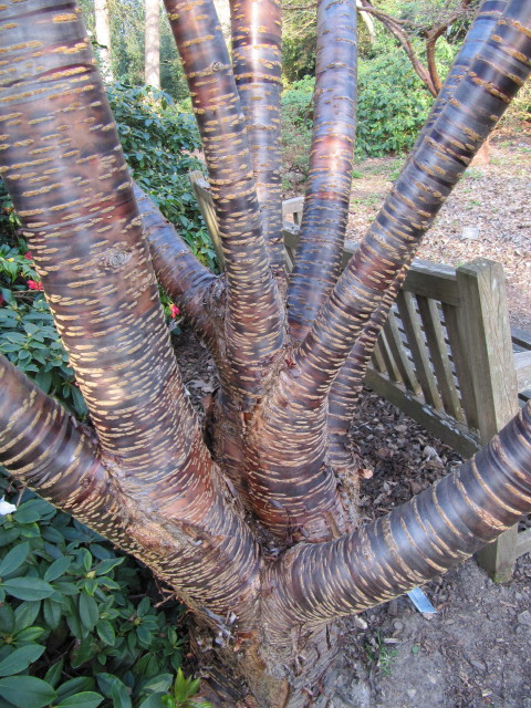 Prunus rufa