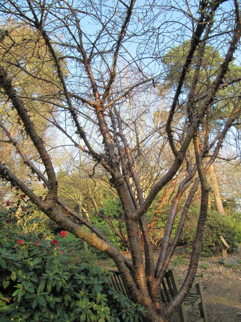 Prunus rufa