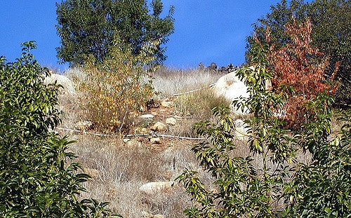 Prunus salicifolia (Prunus salicifolia)
