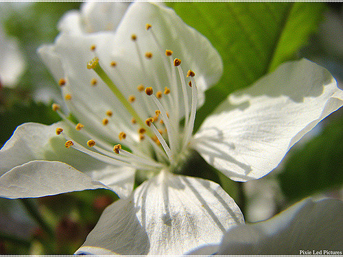 Prunier du japon (Prunus salicina)