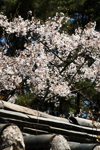 Prunus sargentii