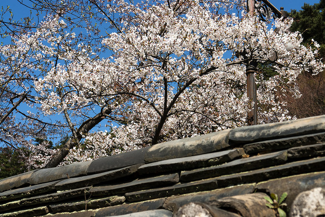 Prunus sargentii