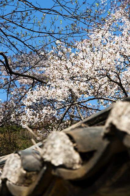 Prunus sargentii