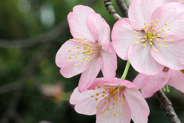 Prunus sargentii