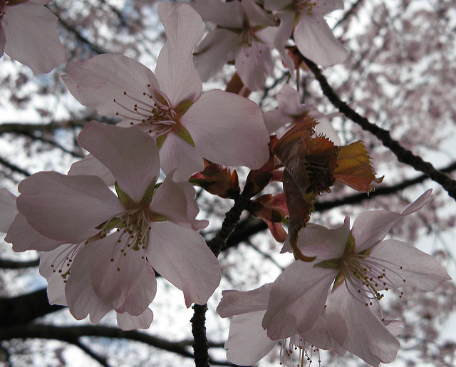 Prunus sargentii