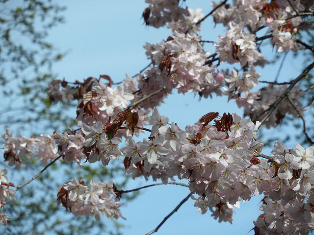Prunus sargentii (Prunus sargentii)
