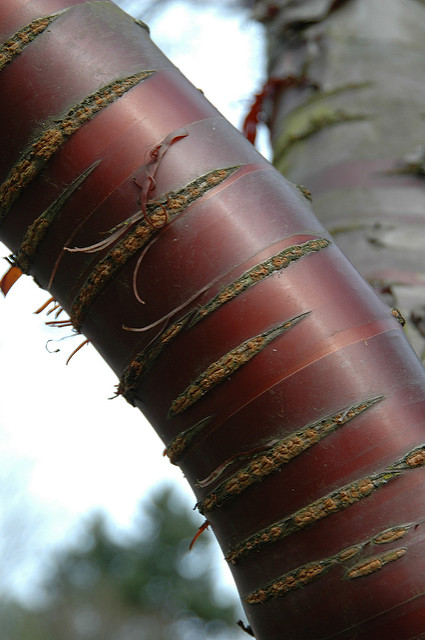Prunus serrula (Prunus serrula)