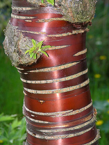 Prunus serrula