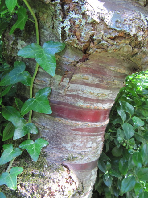 Prunus serrula